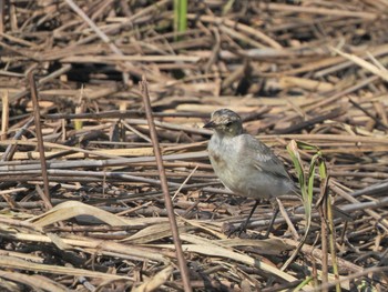 2021年7月10日(土) 葉山町森戸川の野鳥観察記録