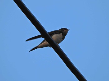 Barn Swallow 葉山町森戸川 Sat, 7/10/2021