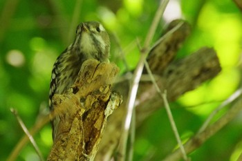 2021年7月14日(水) 福井緑地(札幌市西区)の野鳥観察記録