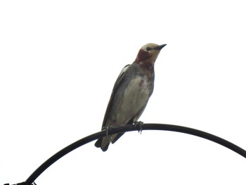 Chestnut-cheeked Starling 北海道(道央) Sun, 7/11/2021