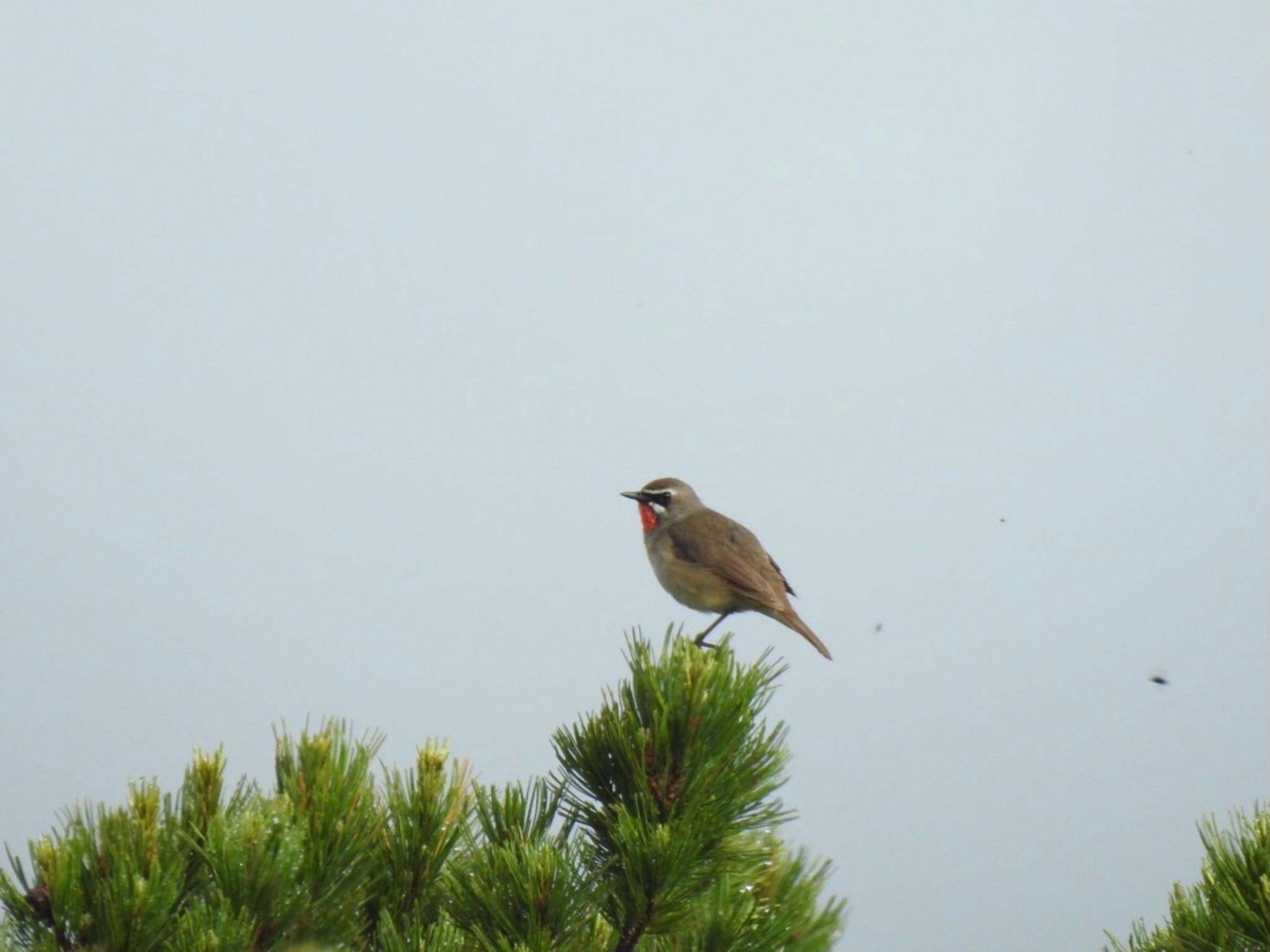 Photo of Siberian Rubythroat at 北海道(道央) by da