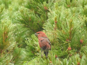 Pine Grosbeak 北海道(道央) Sun, 7/11/2021