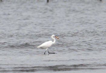 カラシラサギ ふなばし三番瀬海浜公園 2021年7月14日(水)