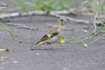 カワラヒワ 明石公園 2021年6月20日(日)