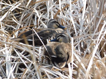 Eastern Spot-billed Duck Unknown Spots Wed, 3/29/2017