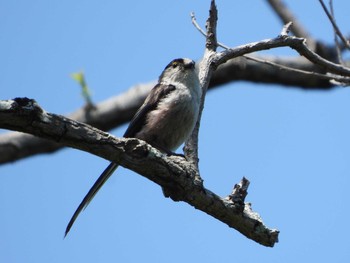 2021年5月3日(月) 服部緑地の野鳥観察記録