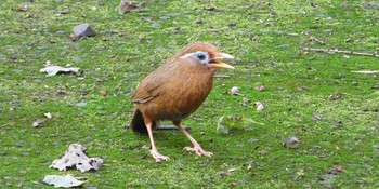 2021年7月13日(火) 昭和記念公園の野鳥観察記録