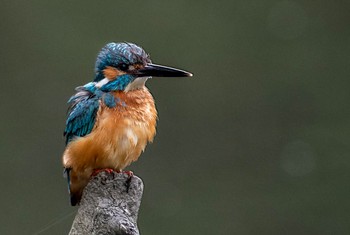 カワセミ 水元公園 2021年7月14日(水)