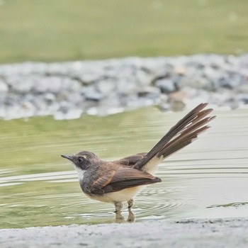 ムナオビオオギビタキ Maprachan Reservoir 2021年7月14日(水)