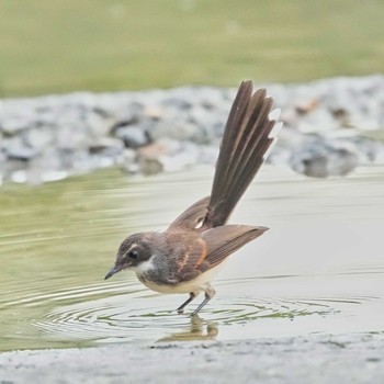 ムナオビオオギビタキ Maprachan Reservoir 2021年7月14日(水)