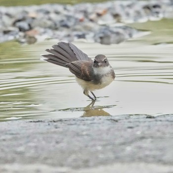 ムナオビオオギビタキ Maprachan Reservoir 2021年7月14日(水)