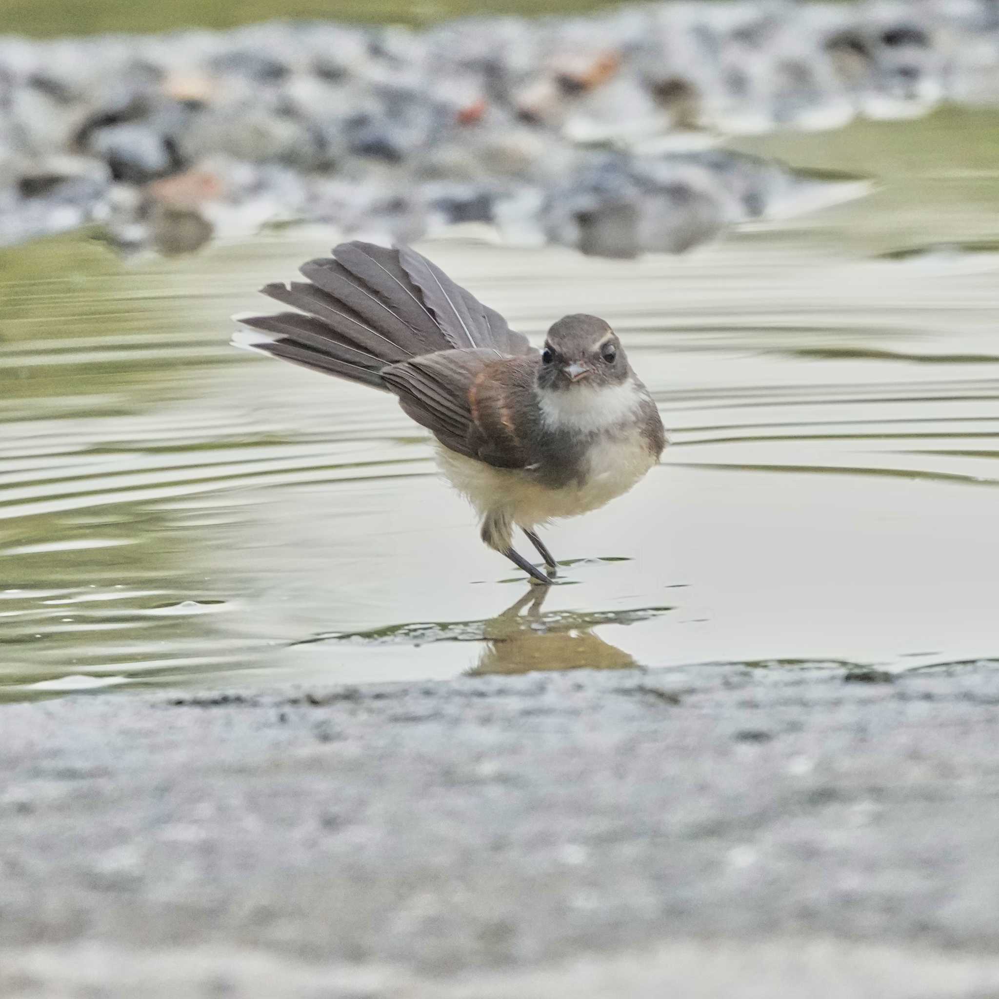 Maprachan Reservoir ムナオビオオギビタキの写真 by span265