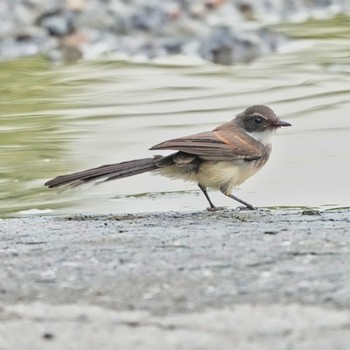 ムナオビオオギビタキ Maprachan Reservoir 2021年7月14日(水)