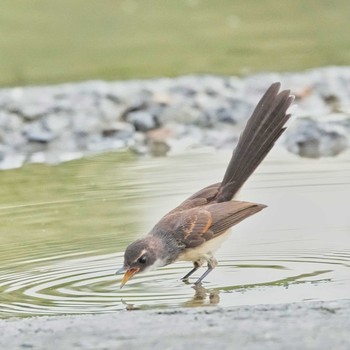 ムナオビオオギビタキ Maprachan Reservoir 2021年7月14日(水)