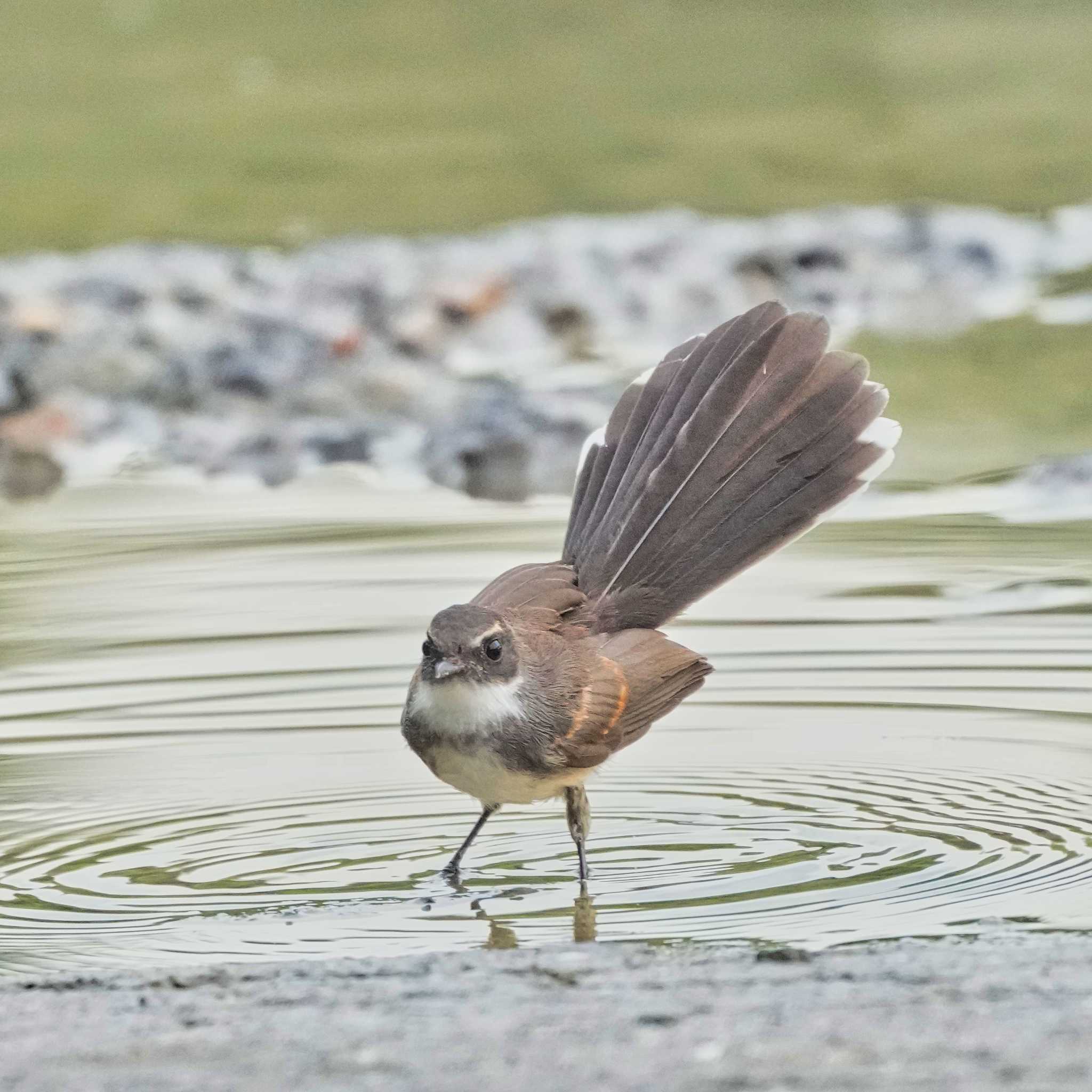 Photo of ムナオビオオギビタキ at Maprachan Reservoir by span265