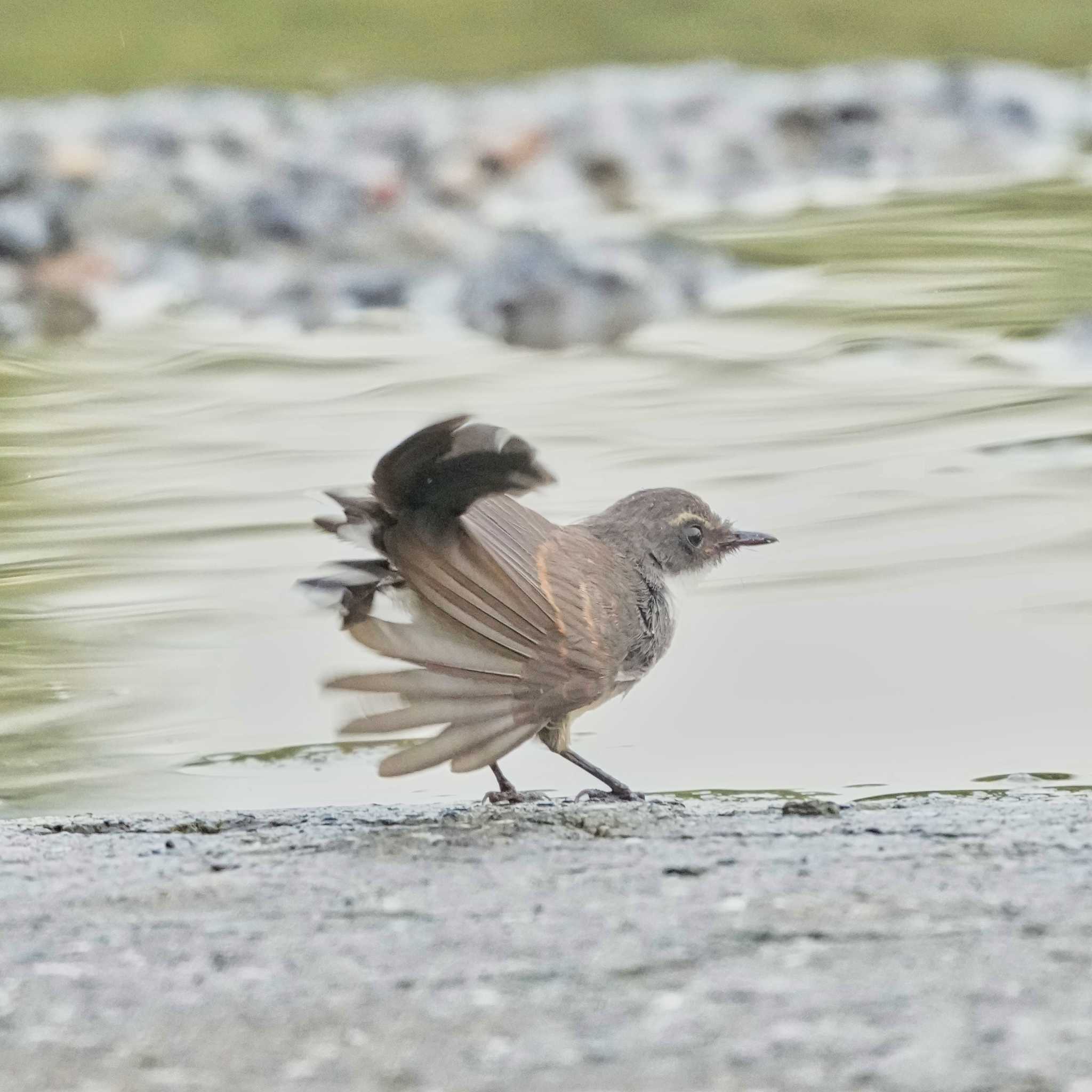 Maprachan Reservoir ムナオビオオギビタキの写真 by span265