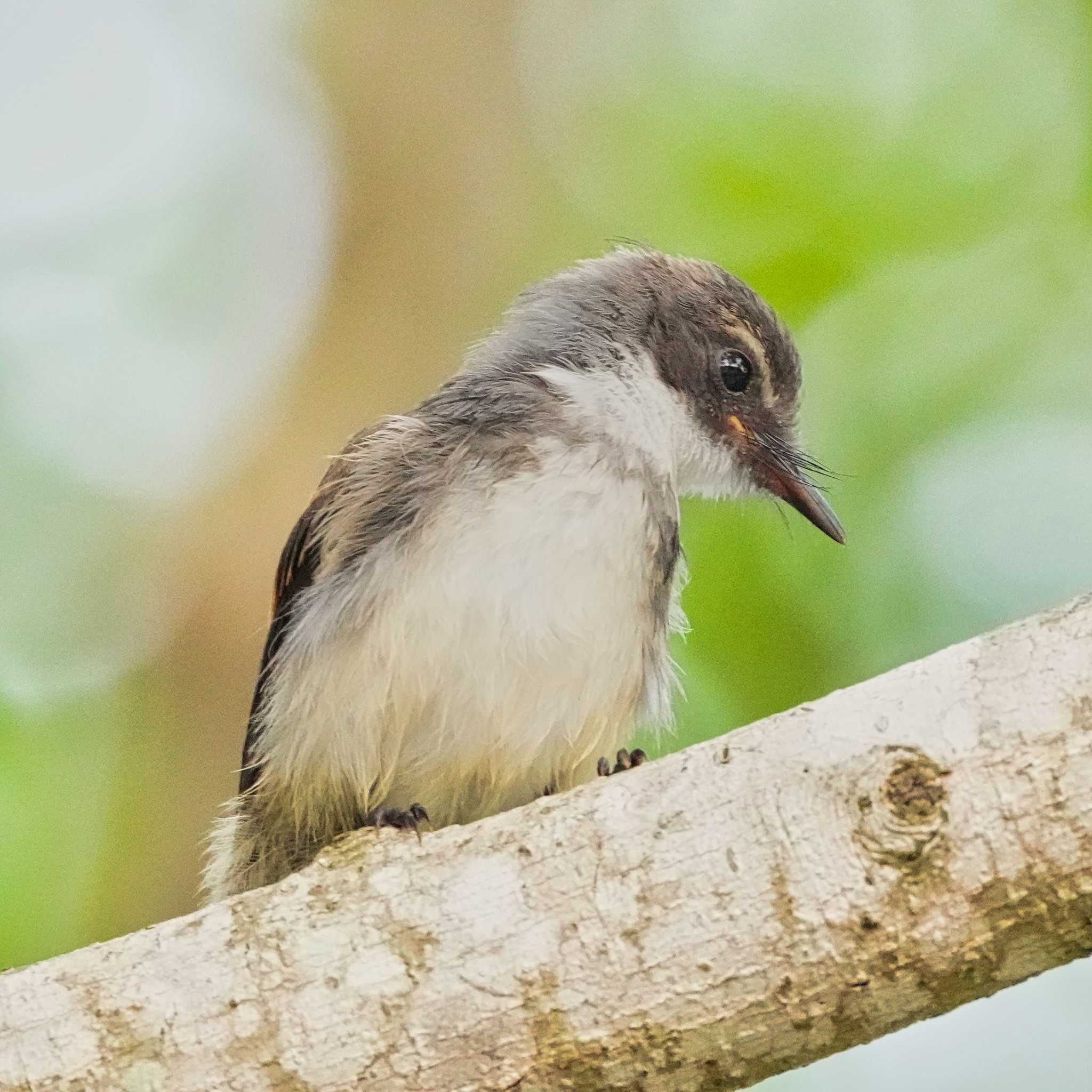 Photo of ムナオビオオギビタキ at Maprachan Reservoir by span265