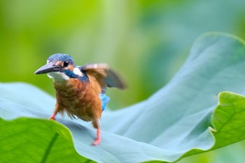 カワセミ 場所が不明 2021年7月12日(月)