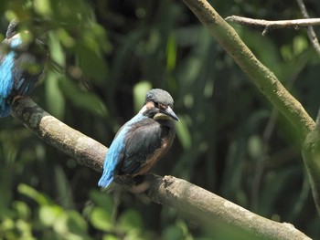 Common Kingfisher Maioka Park Sun, 5/30/2021