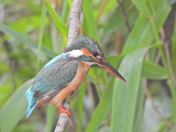 Common Kingfisher Maioka Park Sun, 5/30/2021