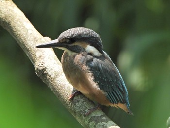 Common Kingfisher Maioka Park Sun, 5/30/2021