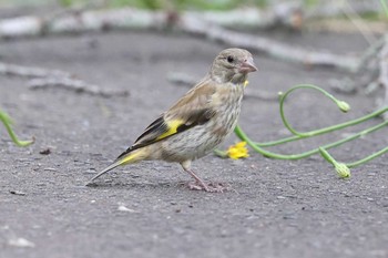 カワラヒワ 明石公園 2021年6月20日(日)