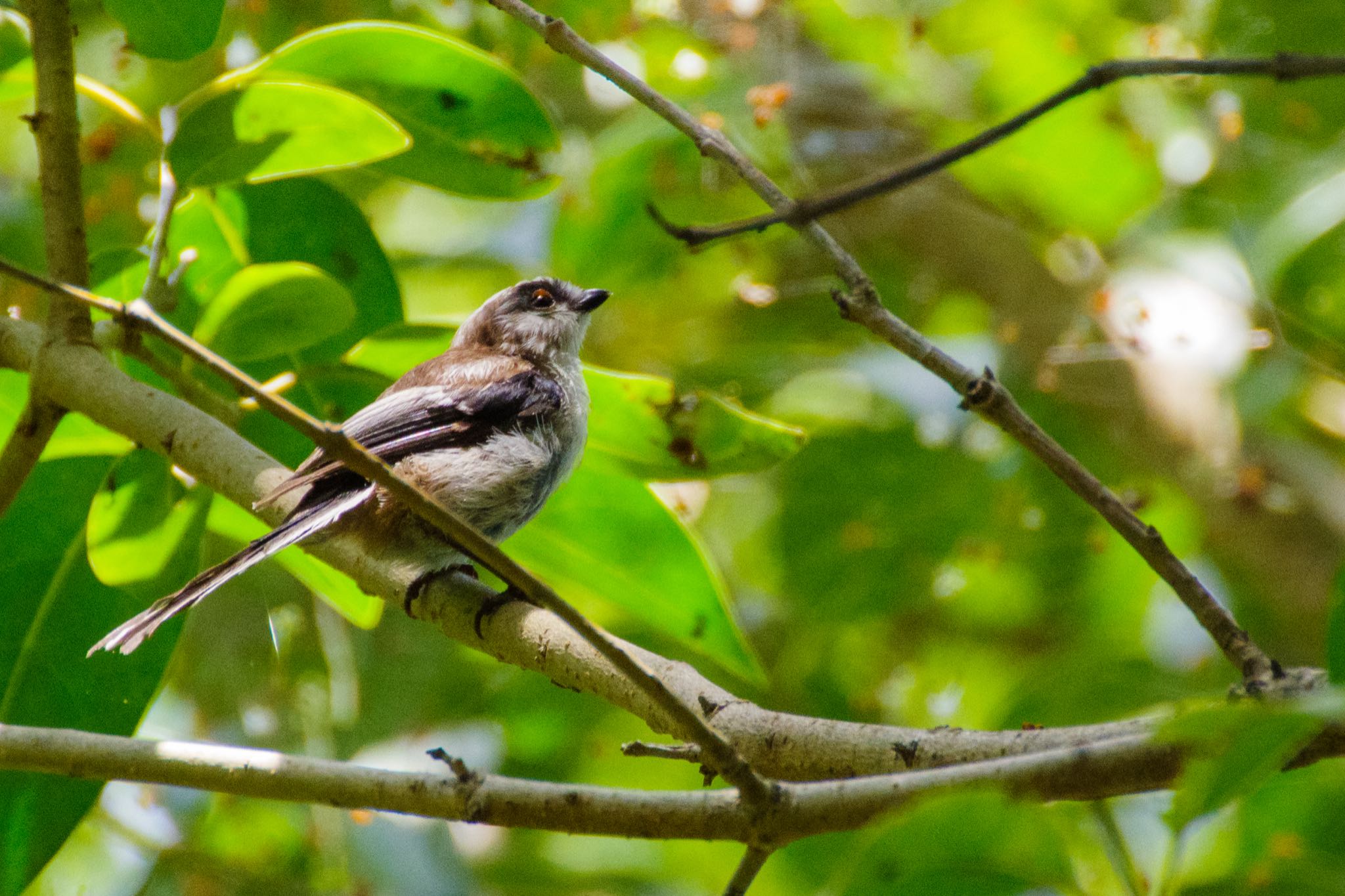 秋ヶ瀬公園(ピクニックの森) エナガの写真 by Marco Birds