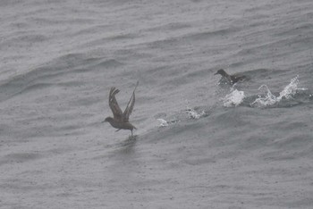 Sooty Shearwater 大洗-苫小牧航路 Sat, 5/22/2021