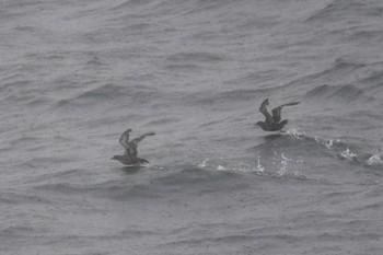 Sooty Shearwater 大洗-苫小牧航路 Sat, 5/22/2021