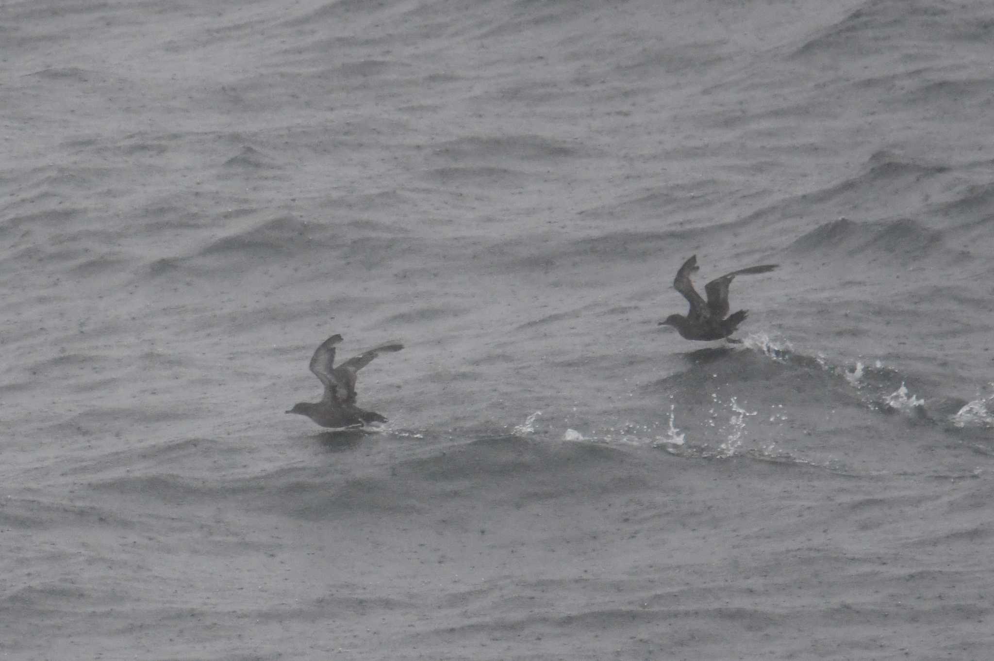 Photo of Sooty Shearwater at 大洗-苫小牧航路 by あひる