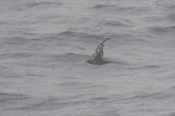 Sooty Shearwater 大洗-苫小牧航路 Sat, 5/22/2021