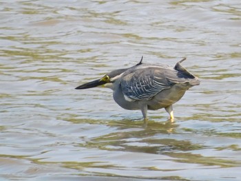 ササゴイ 東京港野鳥公園 2021年7月10日(土)