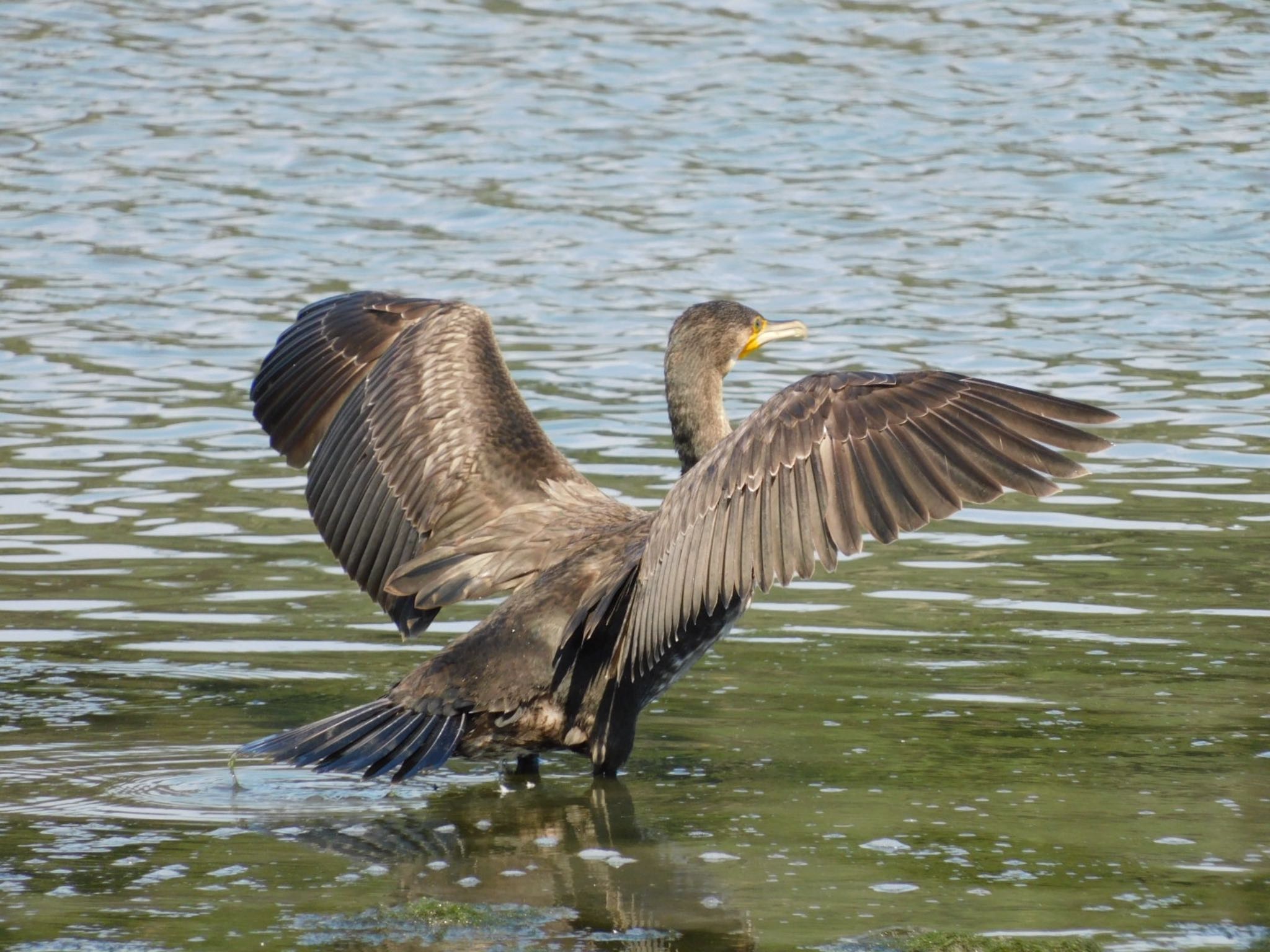 東京港野鳥公園 カワウの写真 by ucello