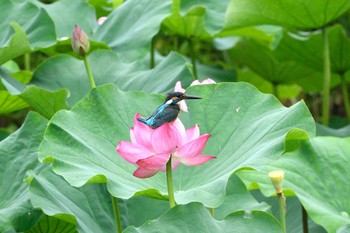 Common Kingfisher Unknown Spots Sat, 7/11/2020