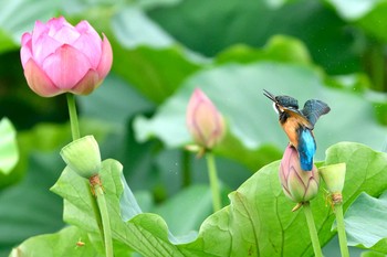 Common Kingfisher Unknown Spots Mon, 7/13/2020