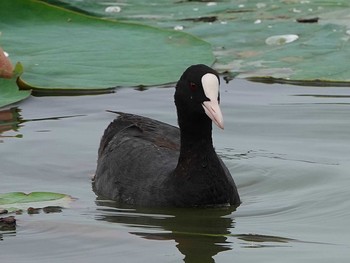 Eurasian Coot Isanuma Tue, 7/13/2021