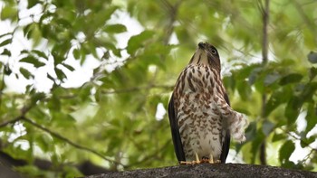 Japanese Sparrowhawk 東京 Sun, 7/11/2021