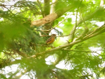 2021年6月13日(日) 水ヶ塚公園の野鳥観察記録