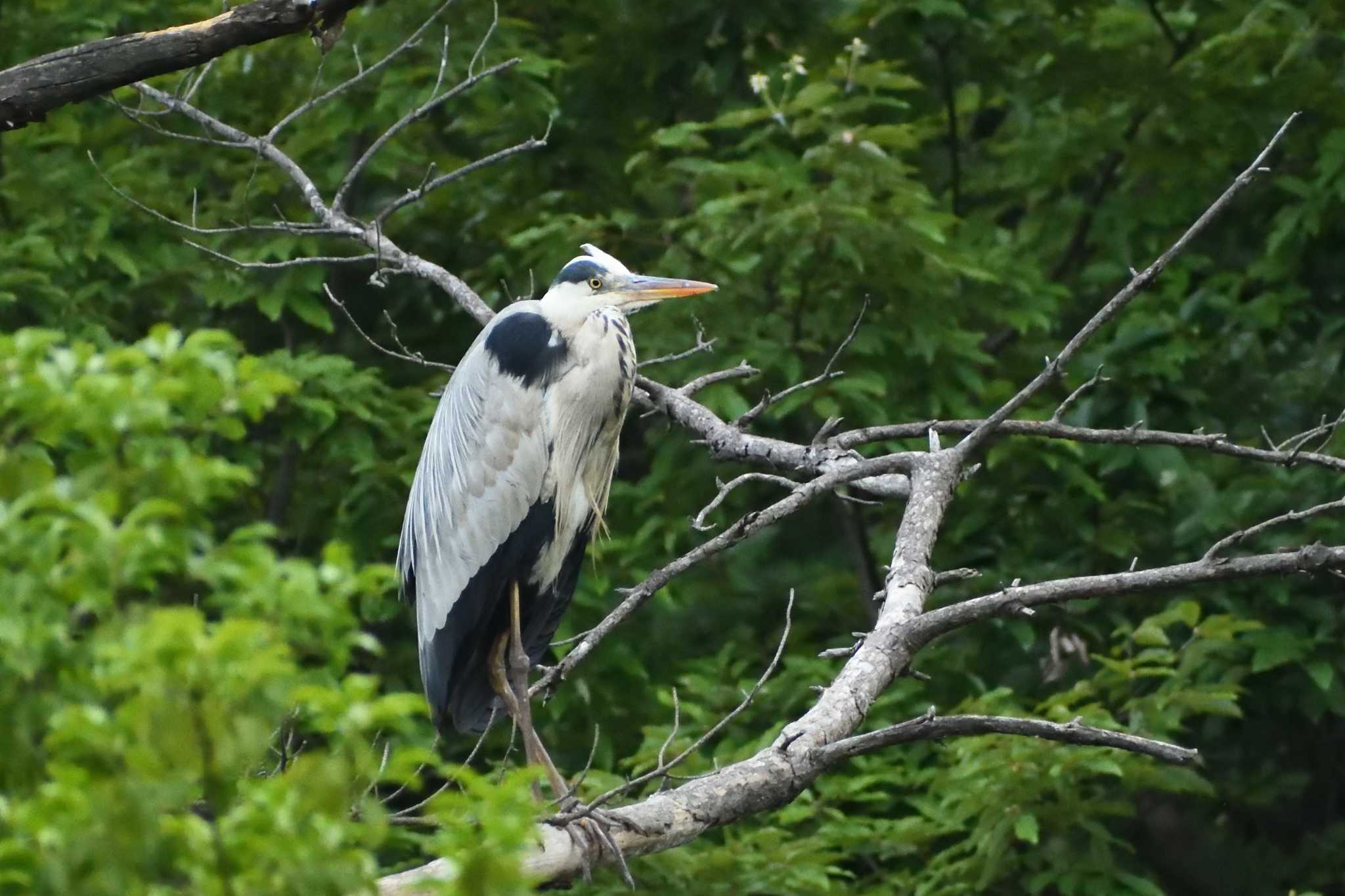 愛知県森林公園 アオサギの写真 by よつくん