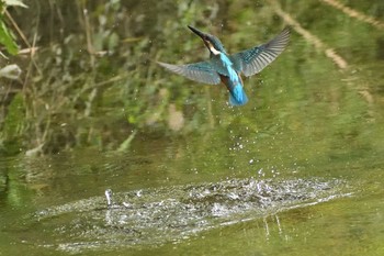 Wed, 7/14/2021 Birding report at 愛知県森林公園