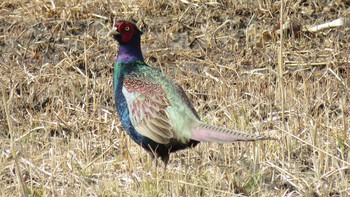 Green Pheasant 埼玉県さいたま市岩槻区 Wed, 3/29/2017