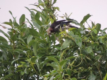 2021年7月12日(月) 葛西臨海公園の野鳥観察記録