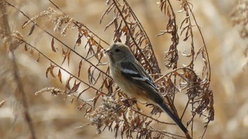 Siberian Long-tailed Rosefinch 七里総合公園 Wed, 3/29/2017