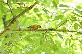 カワラヒワ 野川公園 2021年6月25日(金)