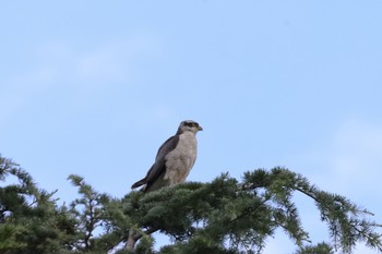 オオタカ 場所が不明 2021年6月23日(水)