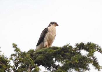 オオタカ 善福寺川緑地 2021年6月23日(水)