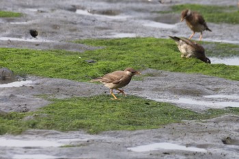 ムクドリ 東京港野鳥公園 2021年6月18日(金)