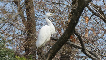 Little Egret 川口自然公園 Wed, 3/29/2017