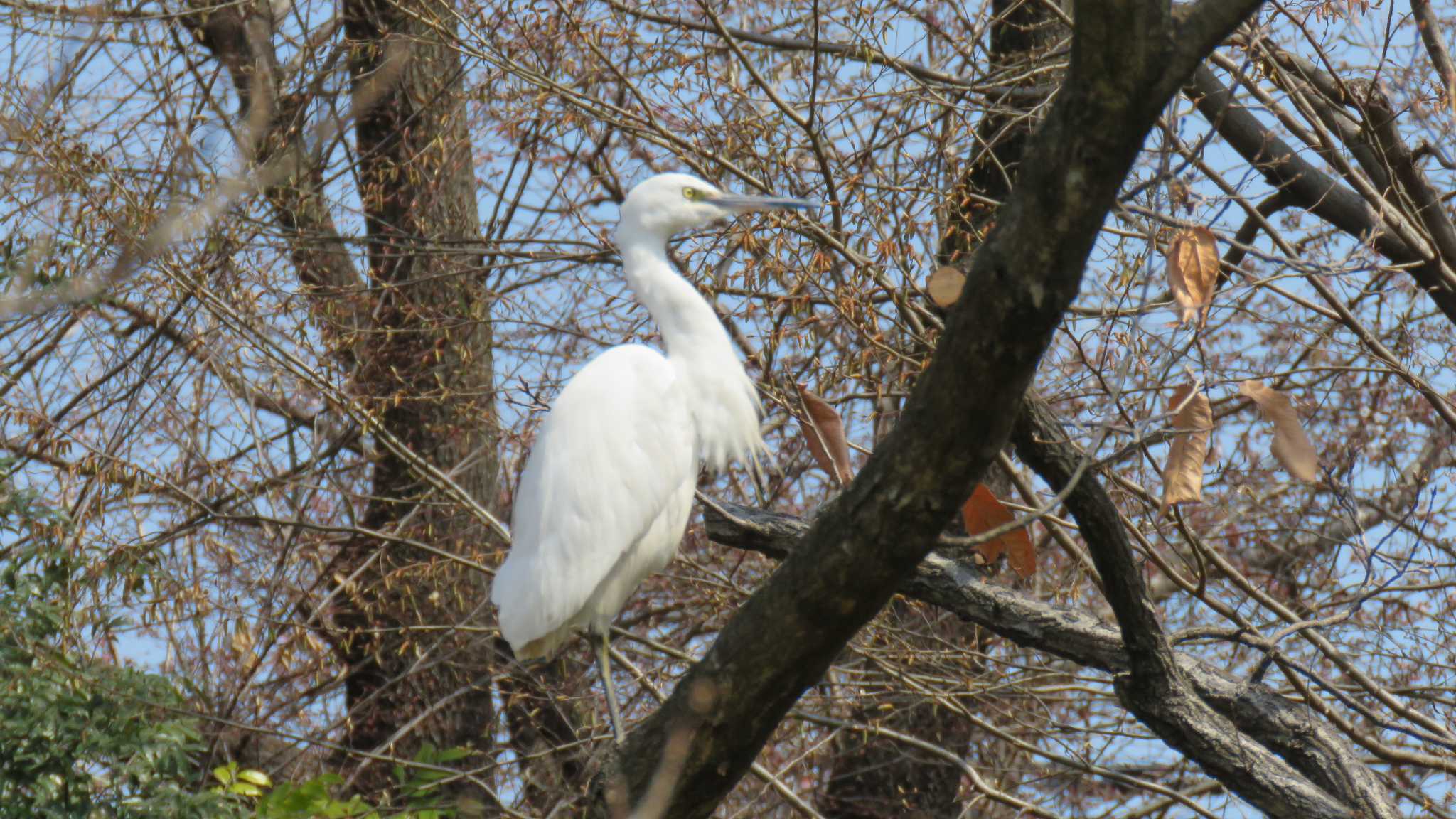 Photo of Little Egret at 川口自然公園 by motherearth