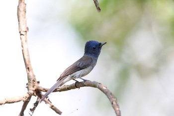 Black-naped Monarch Sri Nakhon Khuean Khan Park And Botanical Garden Sun, 3/19/2017